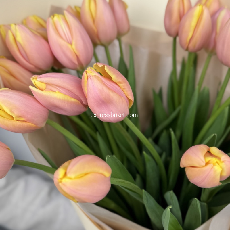 Тюльпаномания